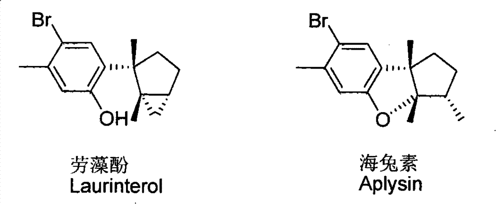 Laurane type sesquiterpene compound or derivative thereof and preparation method and application thereof