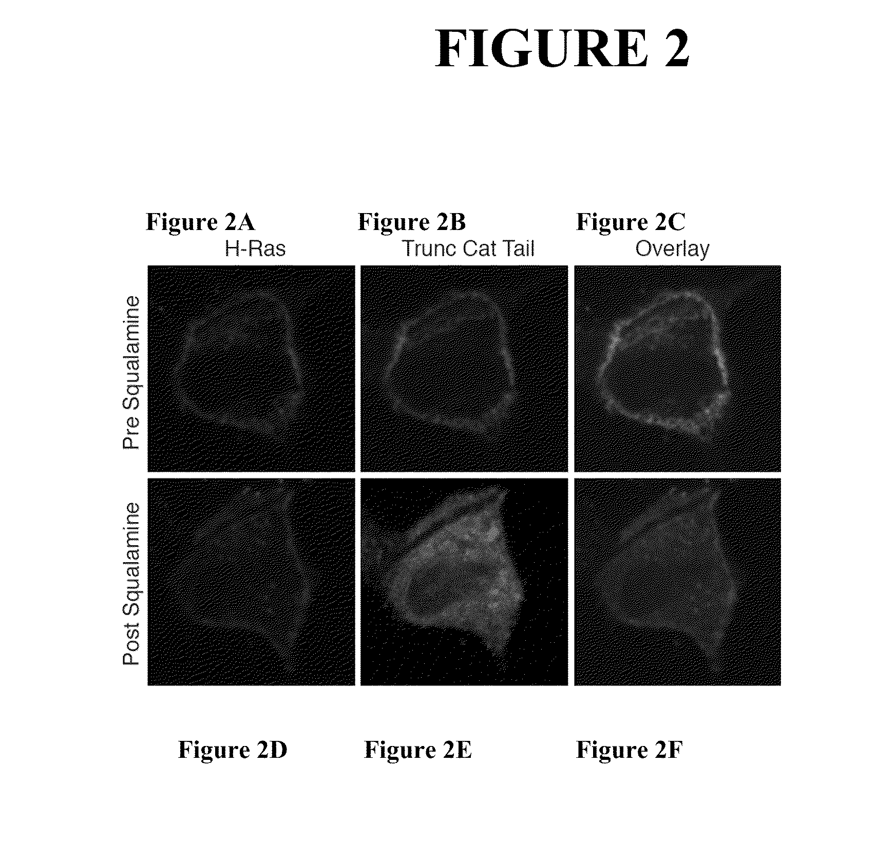 Methods and compositions for treating and preventing viral infections