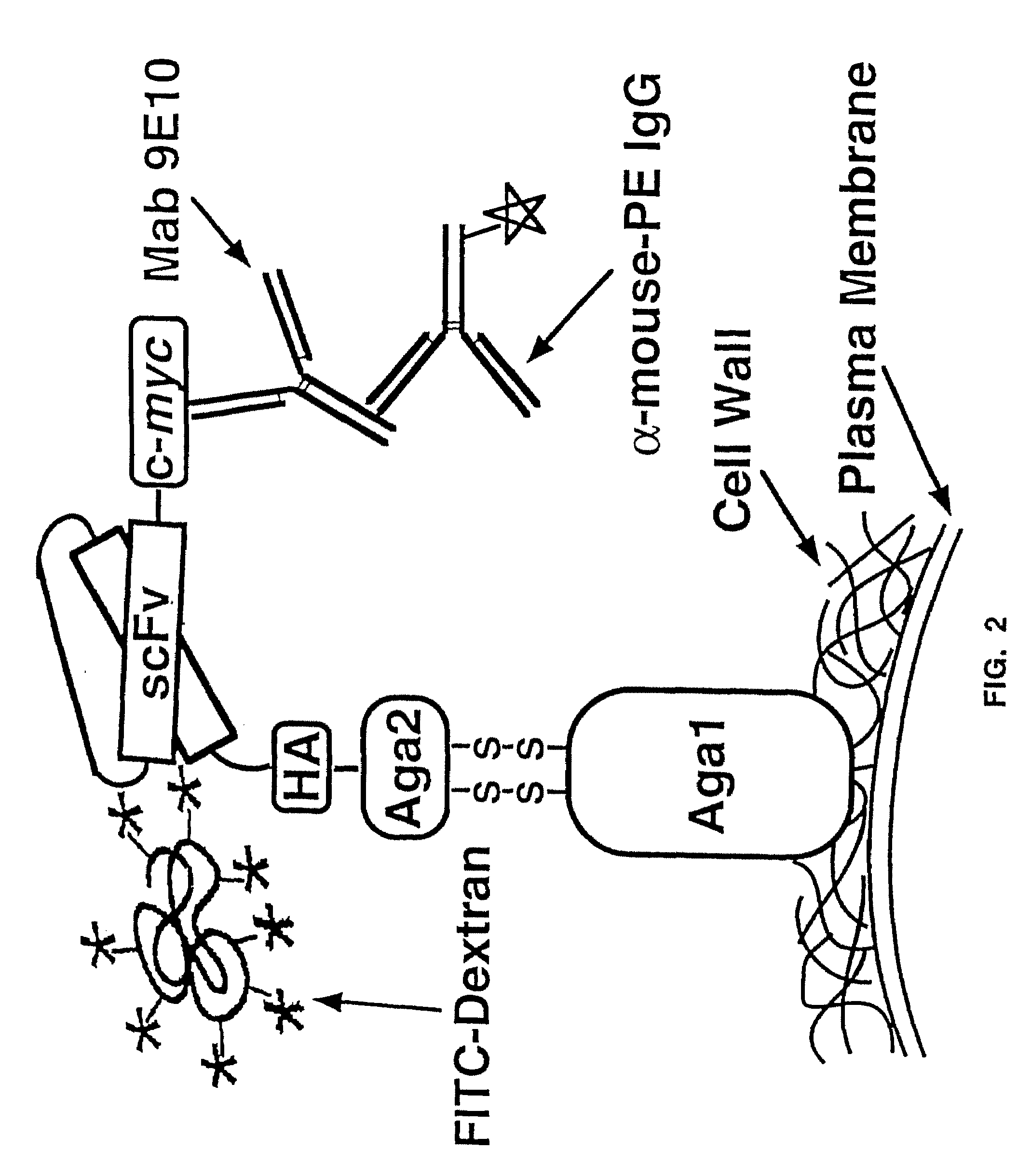 Yeast cell surface display of proteins and uses thereof