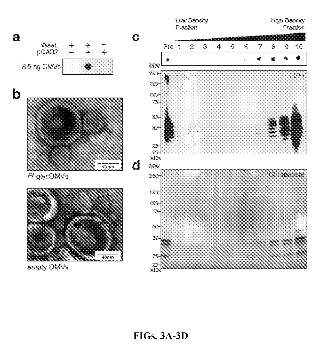 Compositions and methods for the expression of eukaryotic oligosaccharides on bacterial outer membrane vesicles