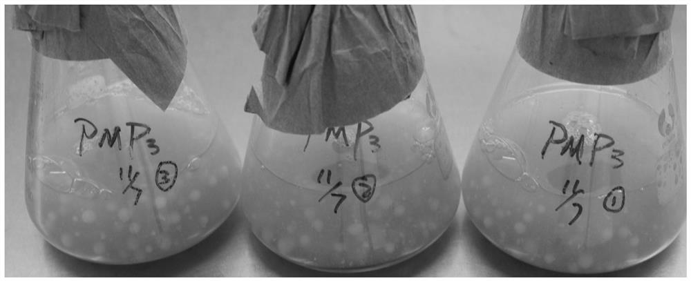 Application of l-proline in increasing the number of blastospores and mycelial biomass of Cordyceps sinensis