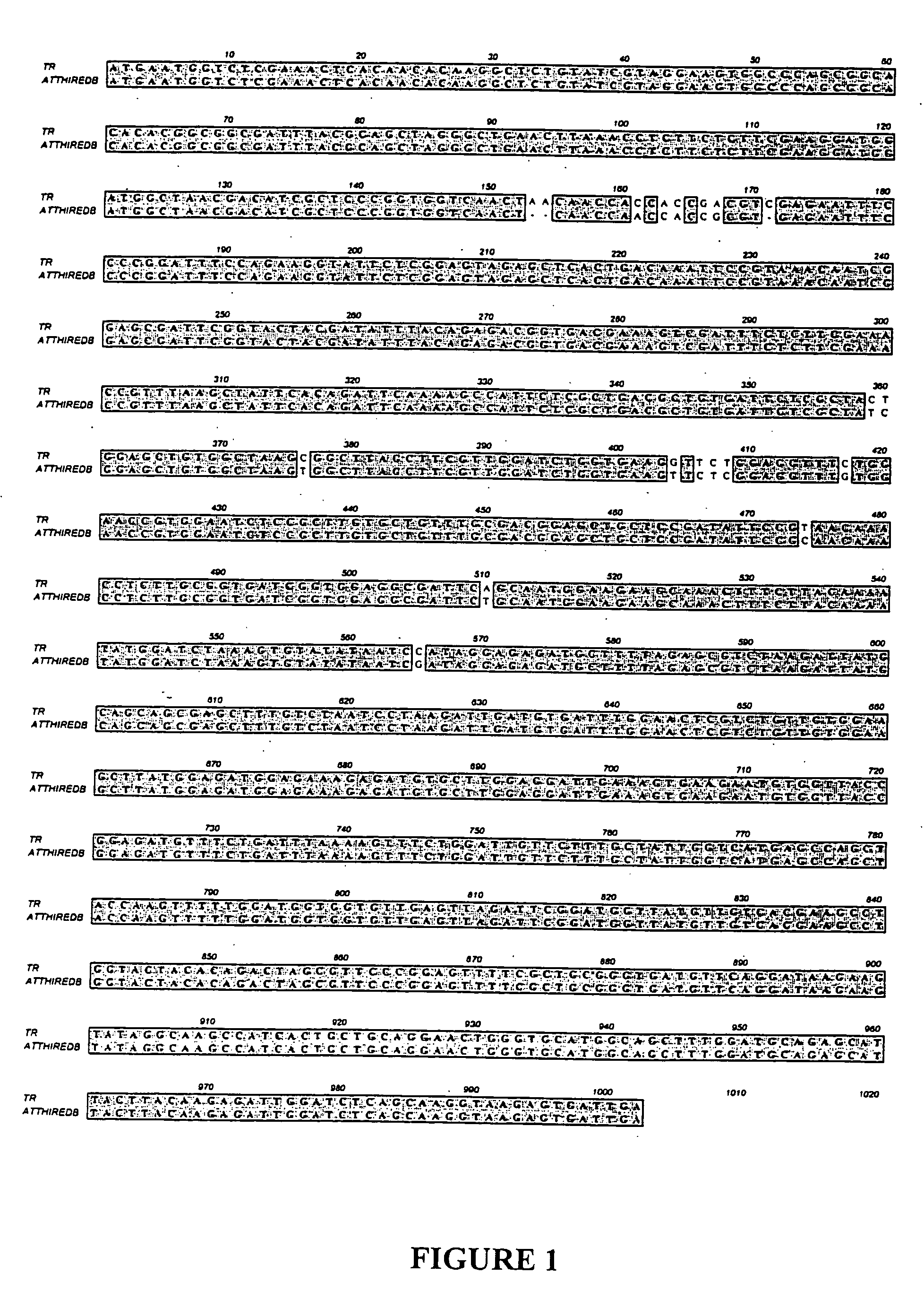 Methods for the production of multimeric protein complexes, and related compositions