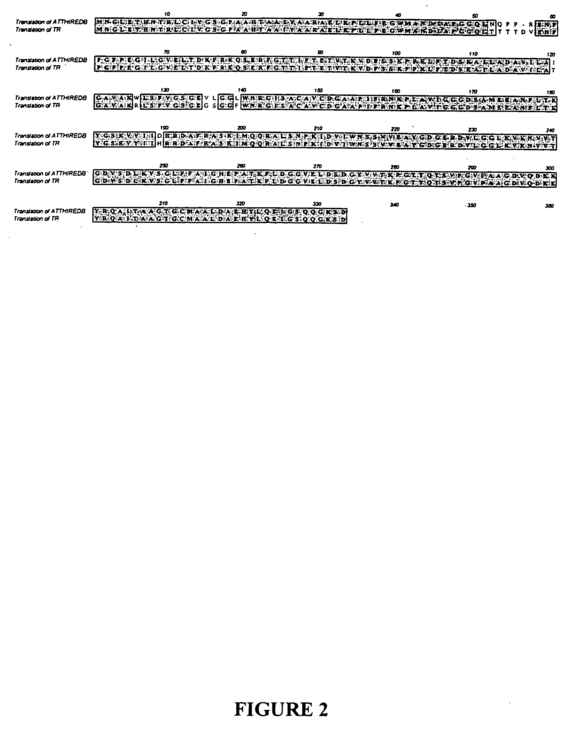 Methods for the production of multimeric protein complexes, and related compositions