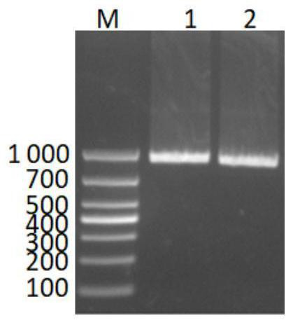 EryA gene deleted strain of brucella Rev.1, construction method and application thereof