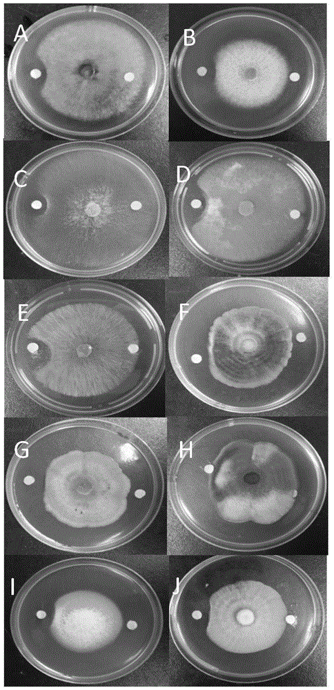 Antarctic-derived Bacillus sp.N311 and application of Bacillus sp.N311 for preventing and treating phytopathogenic fungi