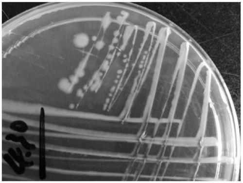 Petroleum degrading bacterium capable of degrading heavy crude oil as well as separation method and application of petroleum degrading bacterium