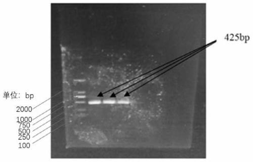 dsRNA and application thereof in pest control