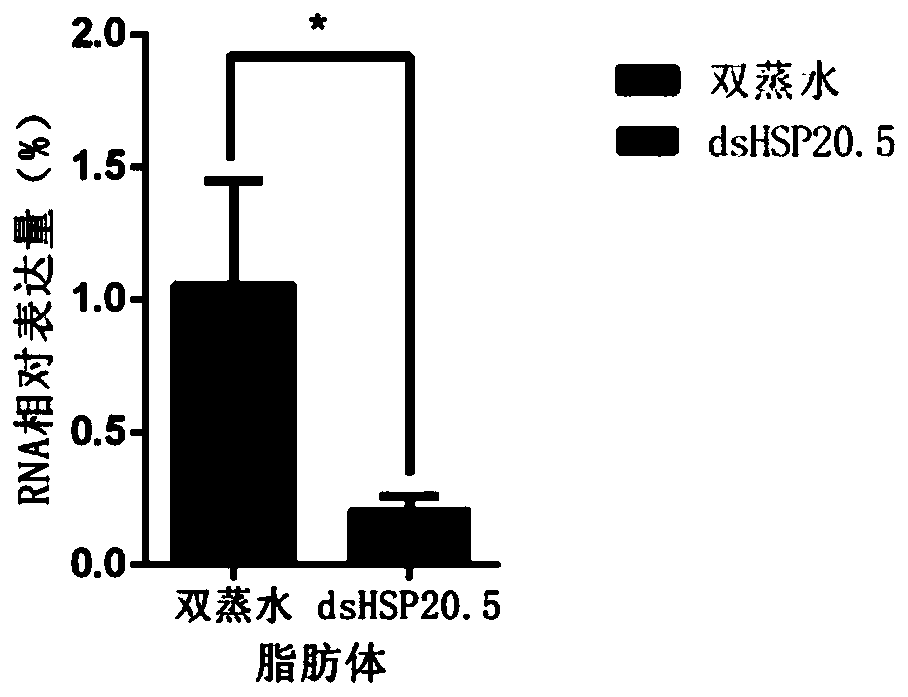 dsRNA and application thereof in pest control