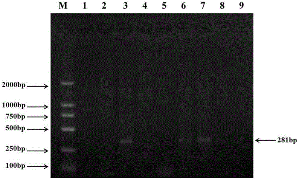 Kit for detecting HBV through bulk sample PCR, and application thereof