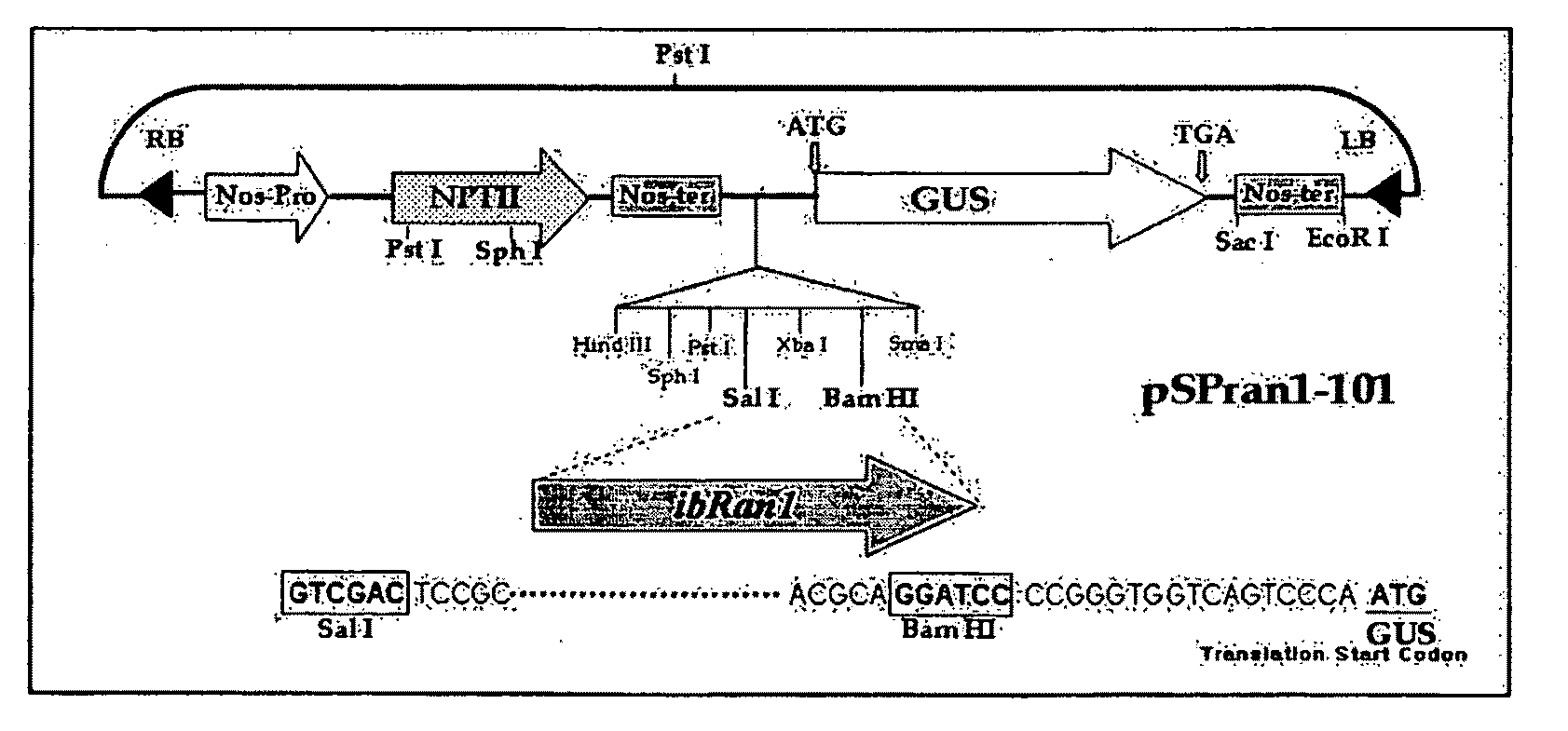 Promoter for the high level expression in plant-tissue culture and vector using the same