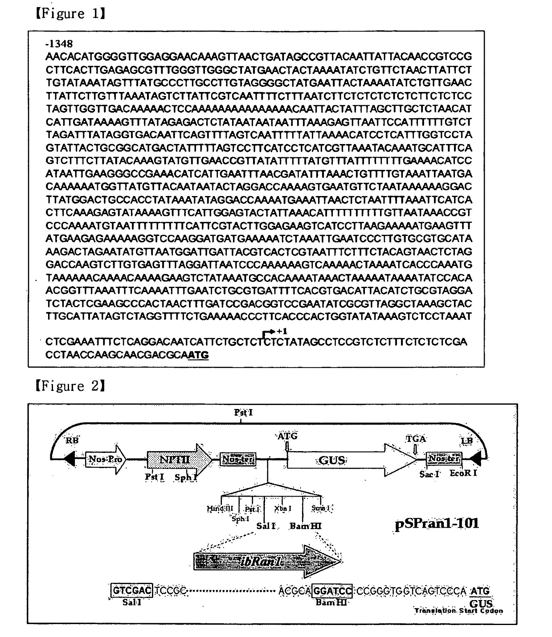 Promoter for the high level expression in plant-tissue culture and vector using the same