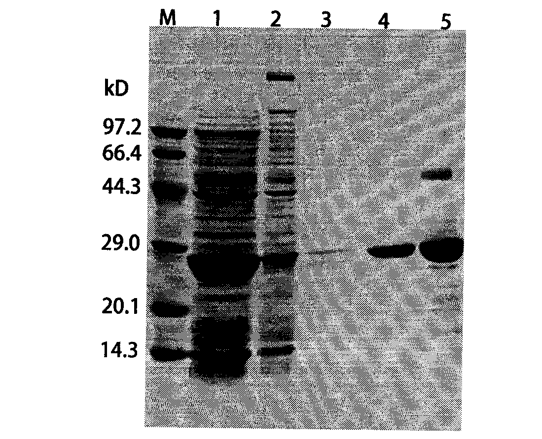 Foot-and-mouth disease genetic engineering mixed epitope vaccine and preparation method thereof