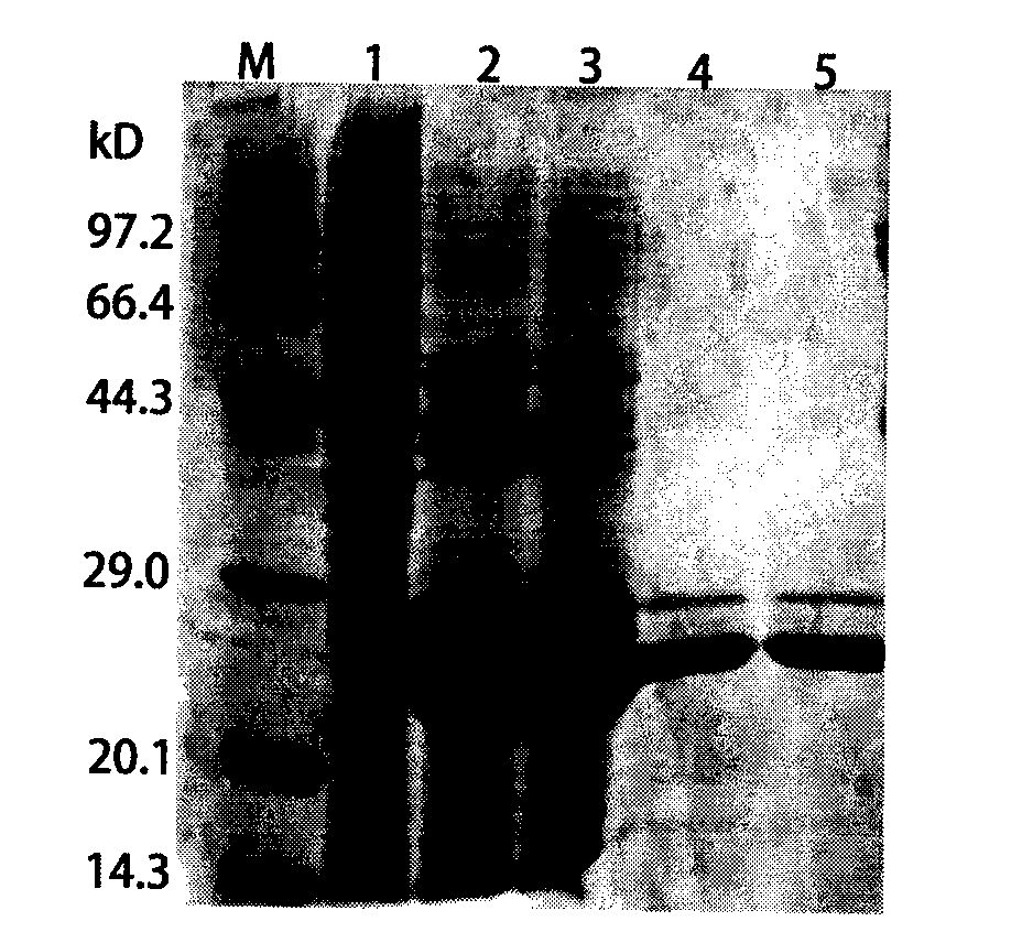 Foot-and-mouth disease genetic engineering mixed epitope vaccine and preparation method thereof
