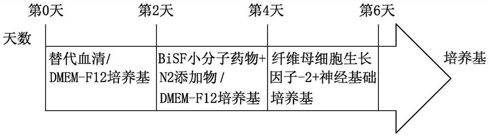 Application of butenyl phthalide and method for preparing butenyl phthalide into pharmaceutical composition