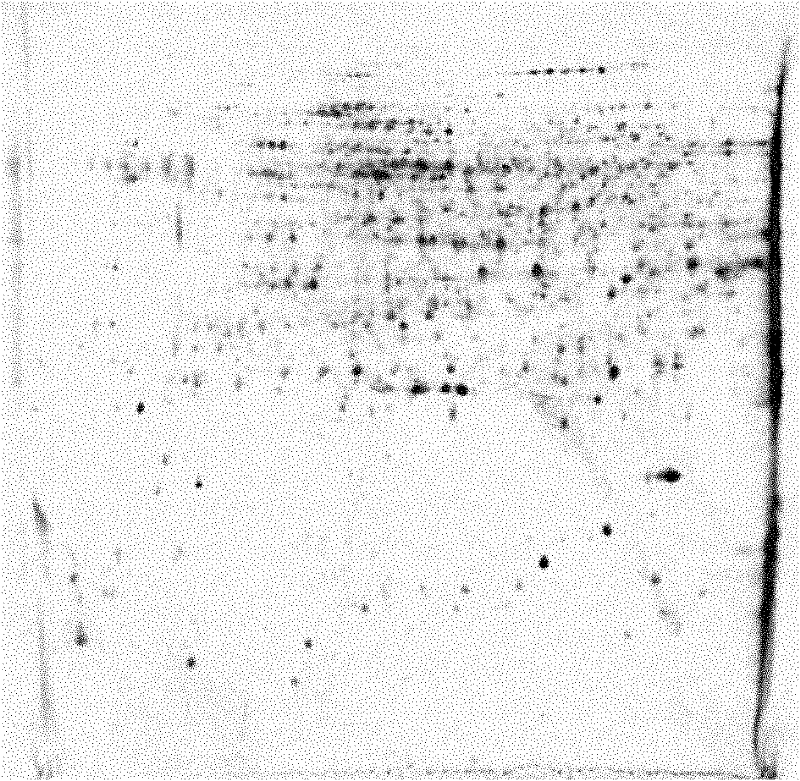 Two-dimensional gel electrophoresis separation method of rice total protein under heavy metal stress