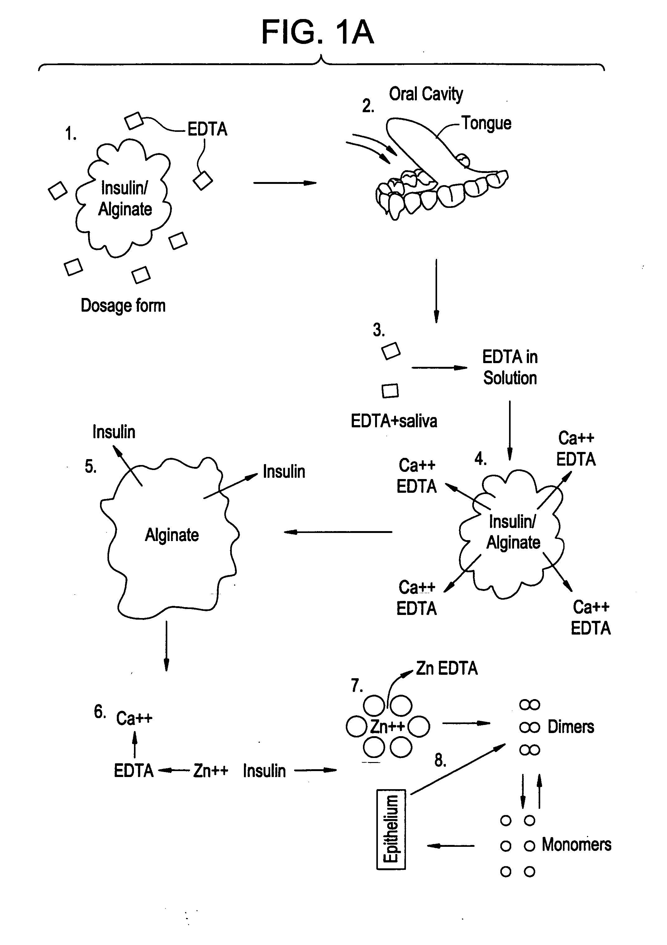Rapid acting drug delivery compositions