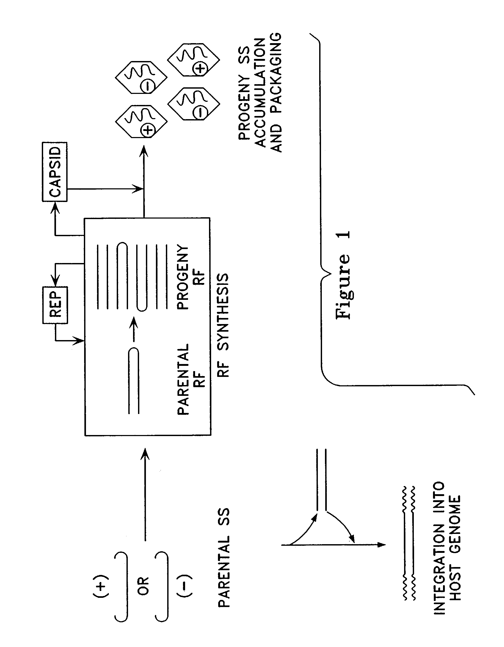 Metabolically activated recombinant viral vectors and methods for their preparation and use