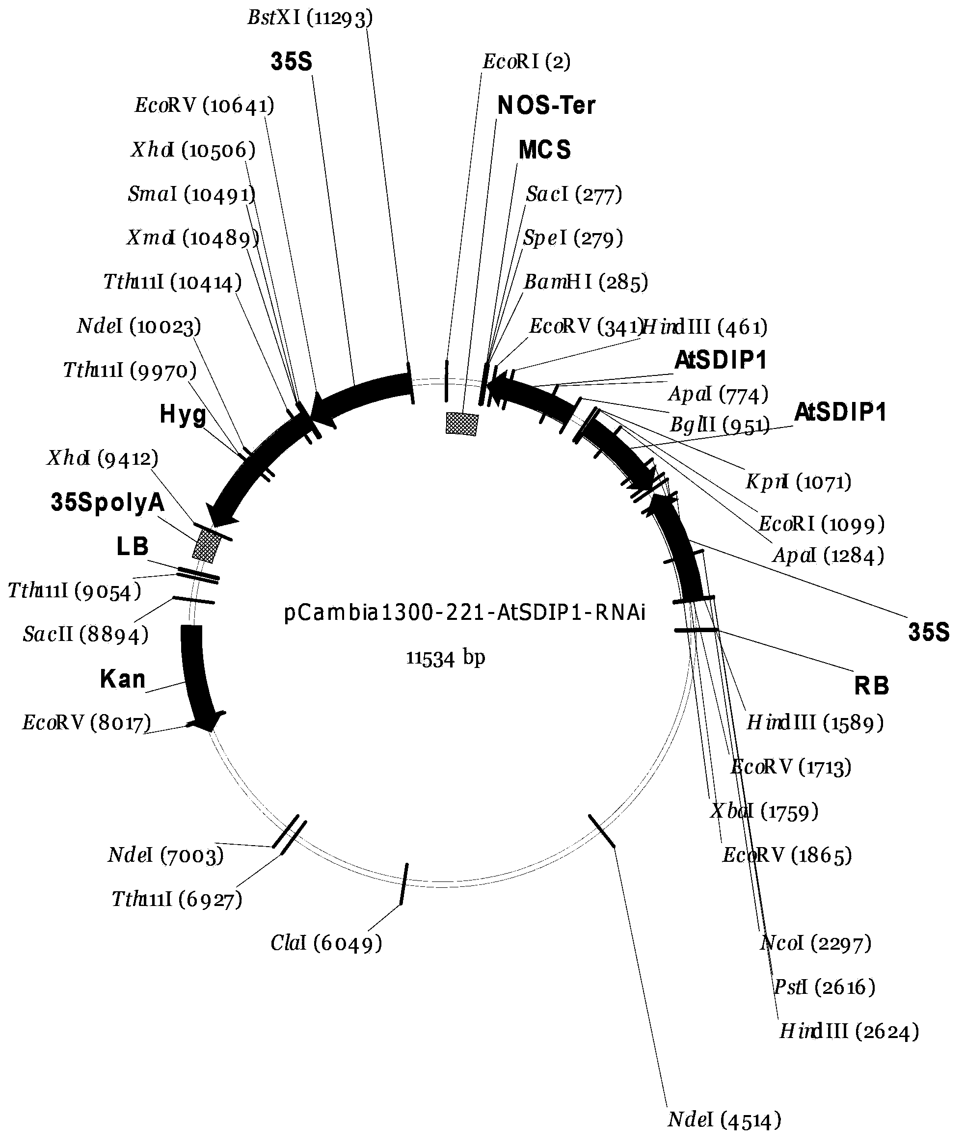 Plant salt-tolerance-related protein AtSDIP1, and coding gene and application thereof