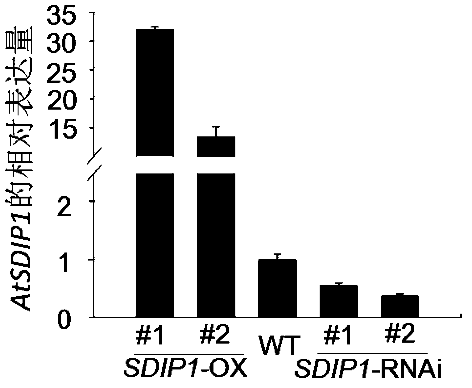 Plant salt-tolerance-related protein AtSDIP1, and coding gene and application thereof