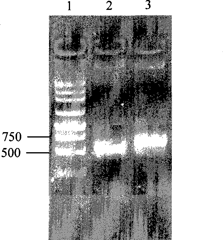 Porcine reproductive and respiratory syndrome bivalence recombinant adenovirus vaccine and preparation method thereof