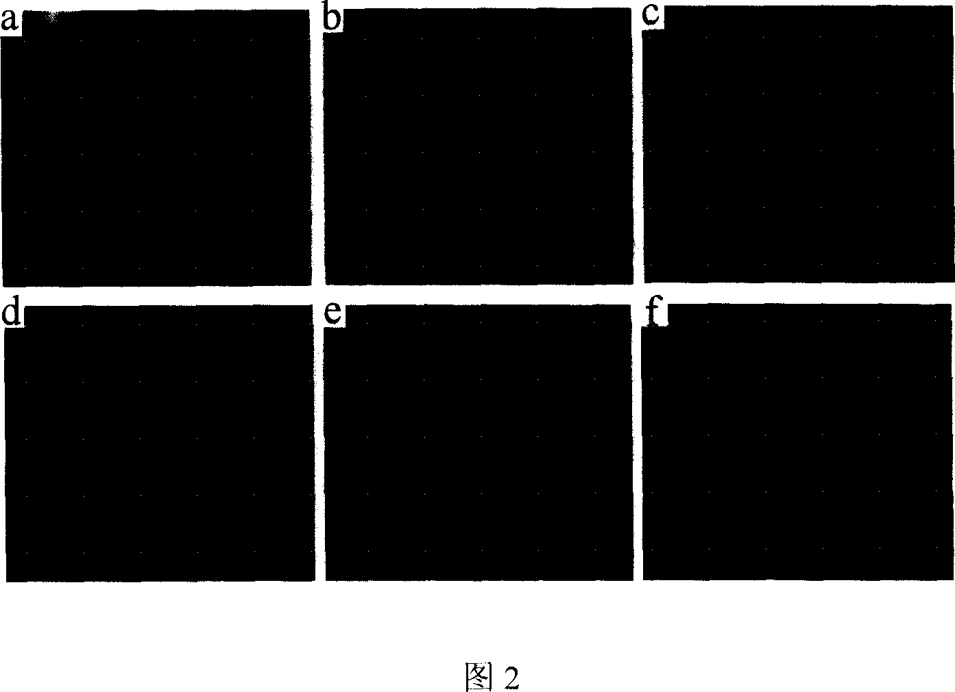 Application of shikonin in preparing medicine for inducing apoptosis