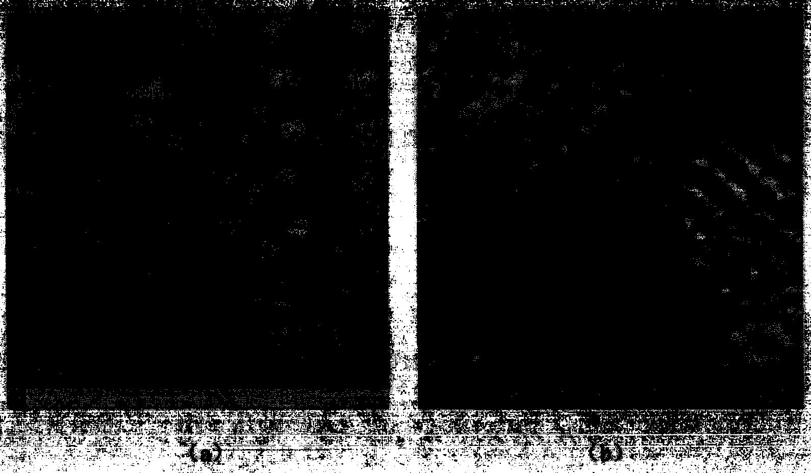 Macro pore/meso pore TiO2 film with high double ordered structure and preparation method thereof