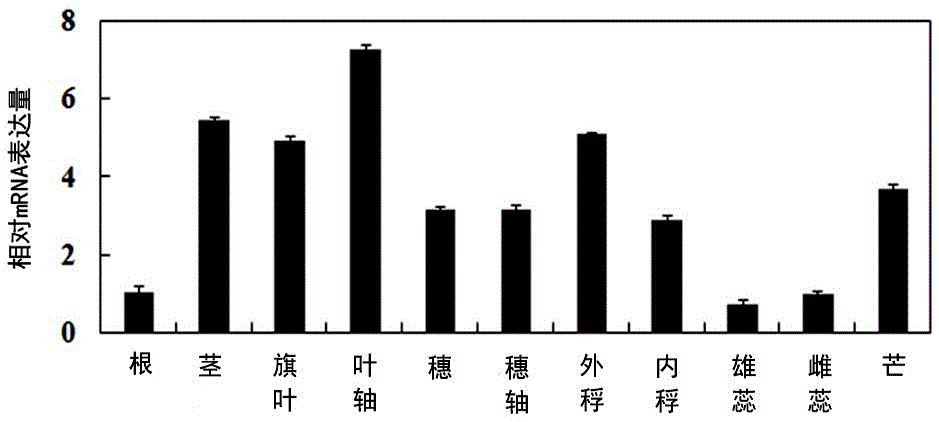 Plant abiotic stress inducible expression promoter pTaPI1A and application thereof