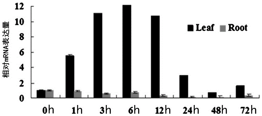 Plant abiotic stress inducible expression promoter pTaPI1A and application thereof