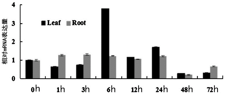 Plant abiotic stress inducible expression promoter pTaPI1A and application thereof