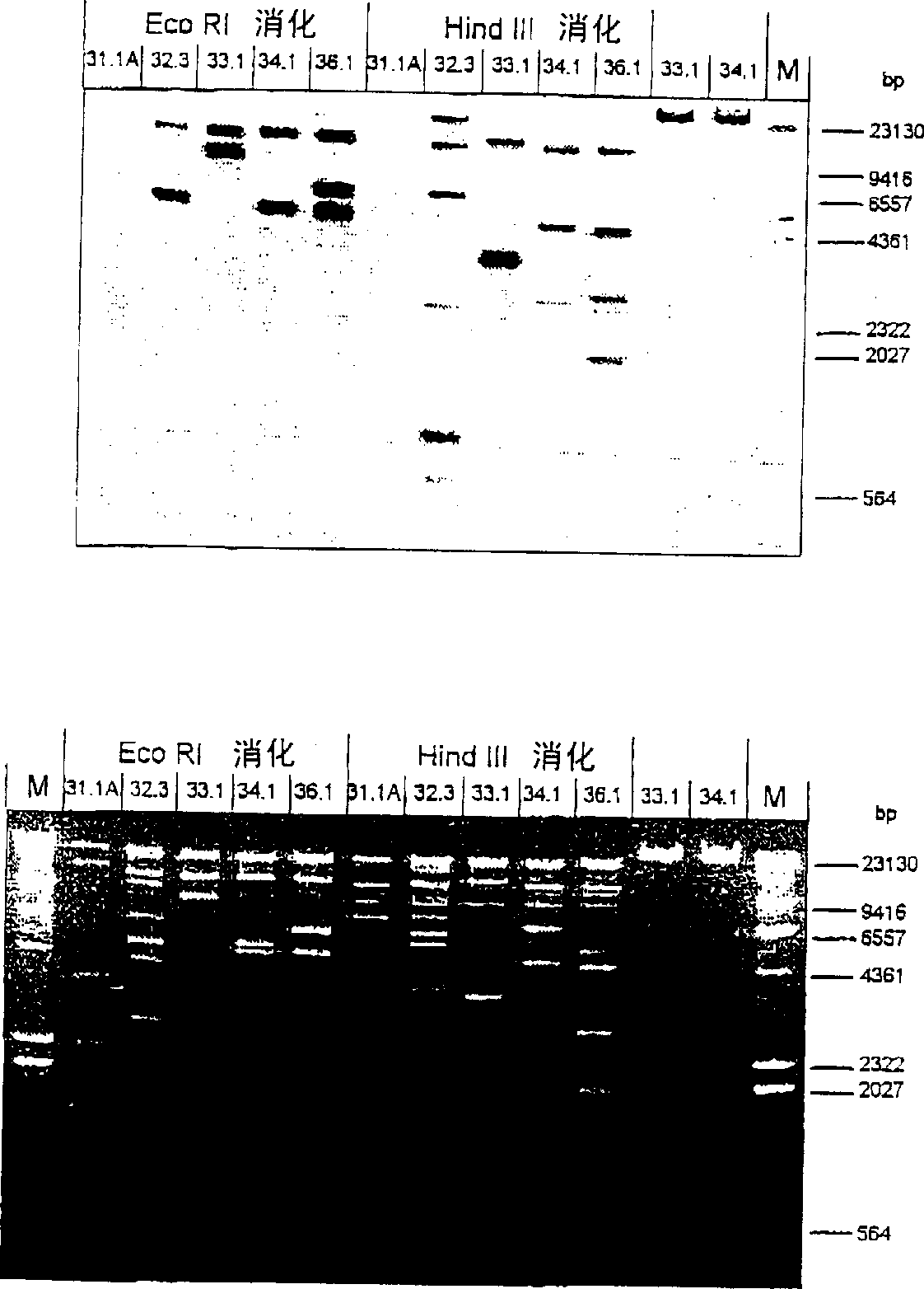 Determination of genetic sex in equine species by analysis of Y-chromosomal DNA sequence