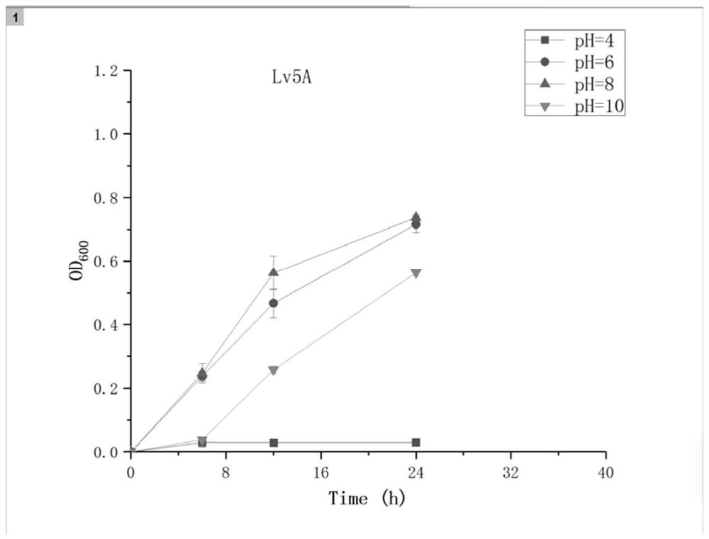 Bacillus albus and application thereof