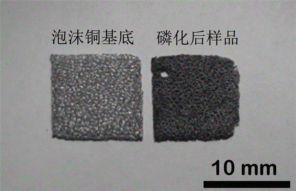 Foam transition-metal solid (gas) phosphated self-support hydrogen evolution electrode and preparation method thereof