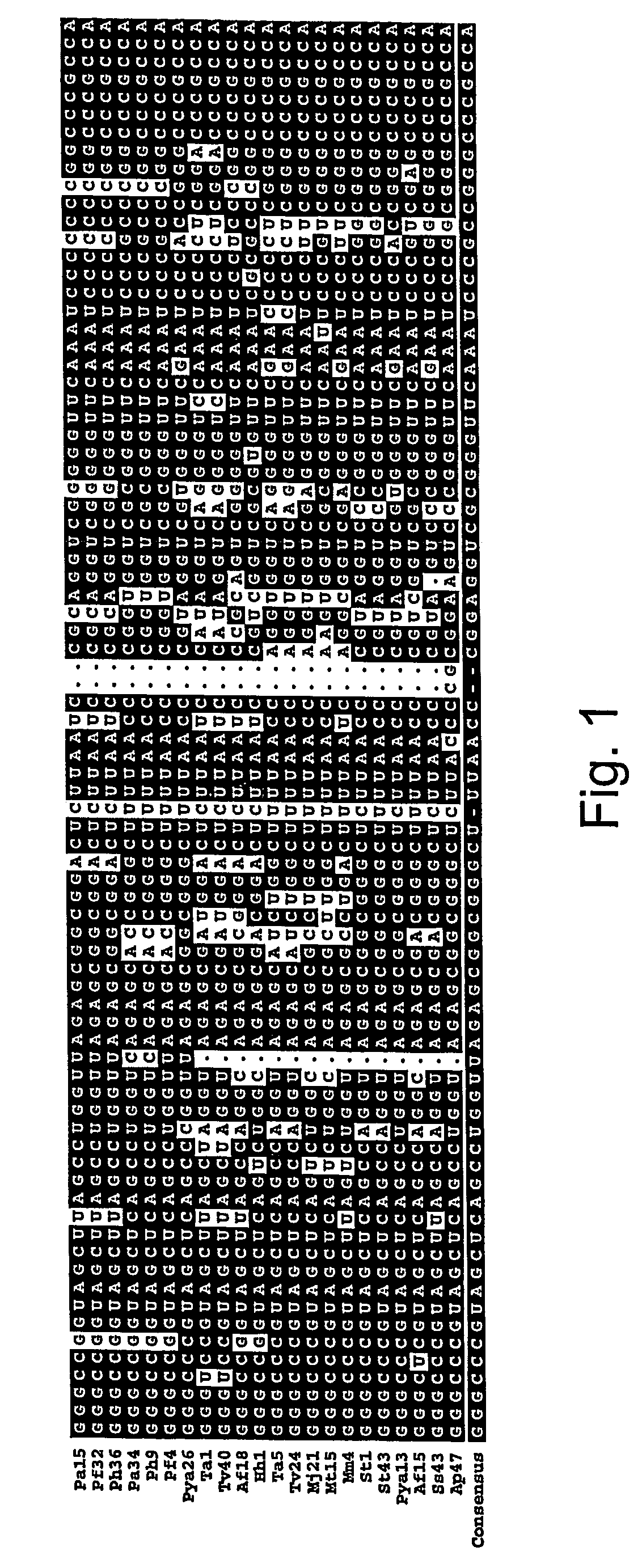 Compositions of orthogonal lysyl-trna and aminoacyl-trna synthetase pairs and uses thereof