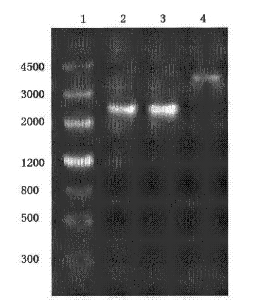 Genetically engineered strain and method for producing dihydroxyacetone by using the same