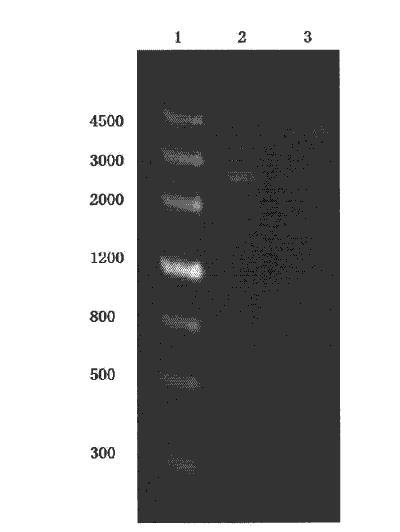 Genetically engineered strain and method for producing dihydroxyacetone by using the same