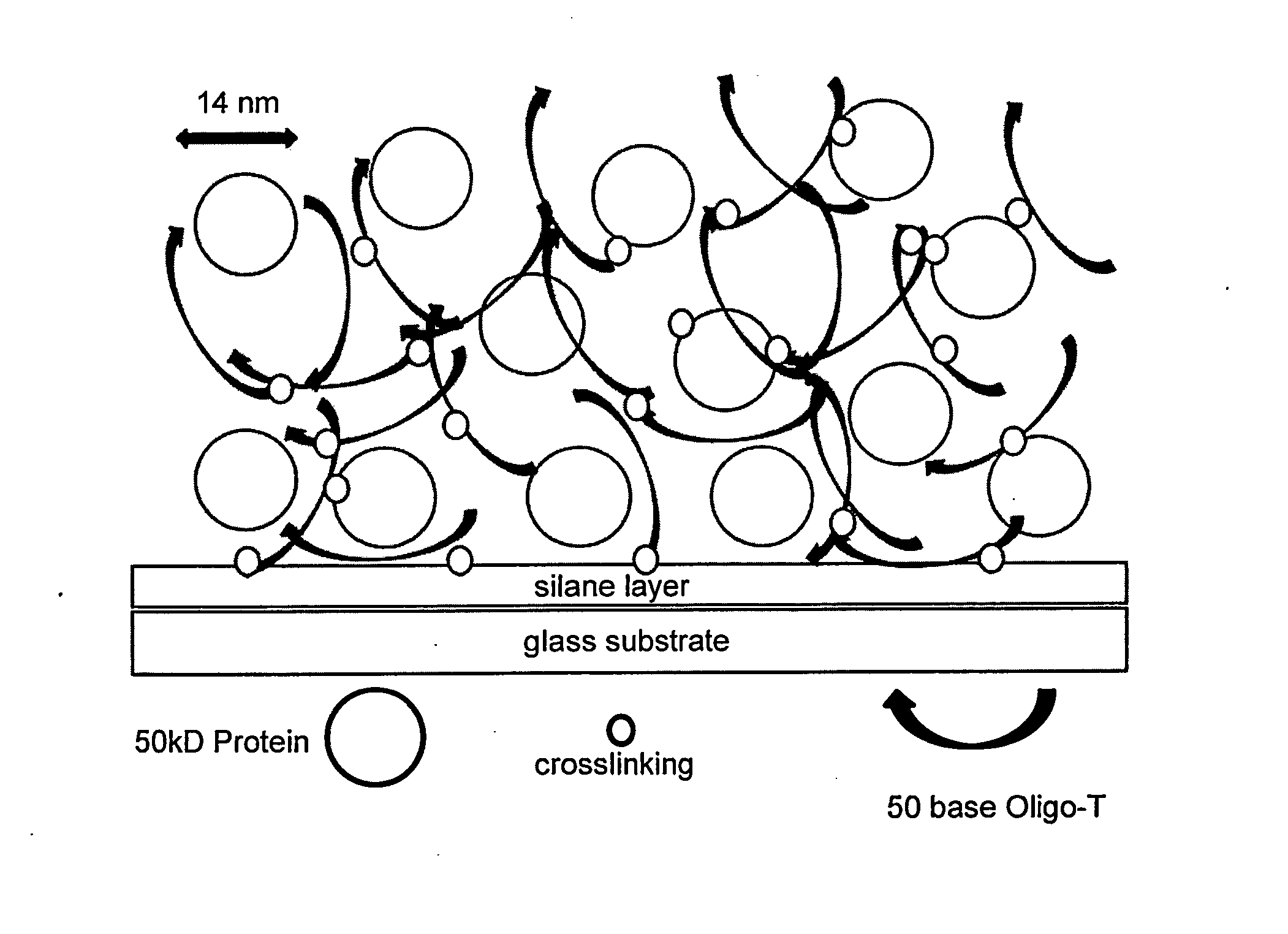 Compositions and methods for entrapping protein on a surface