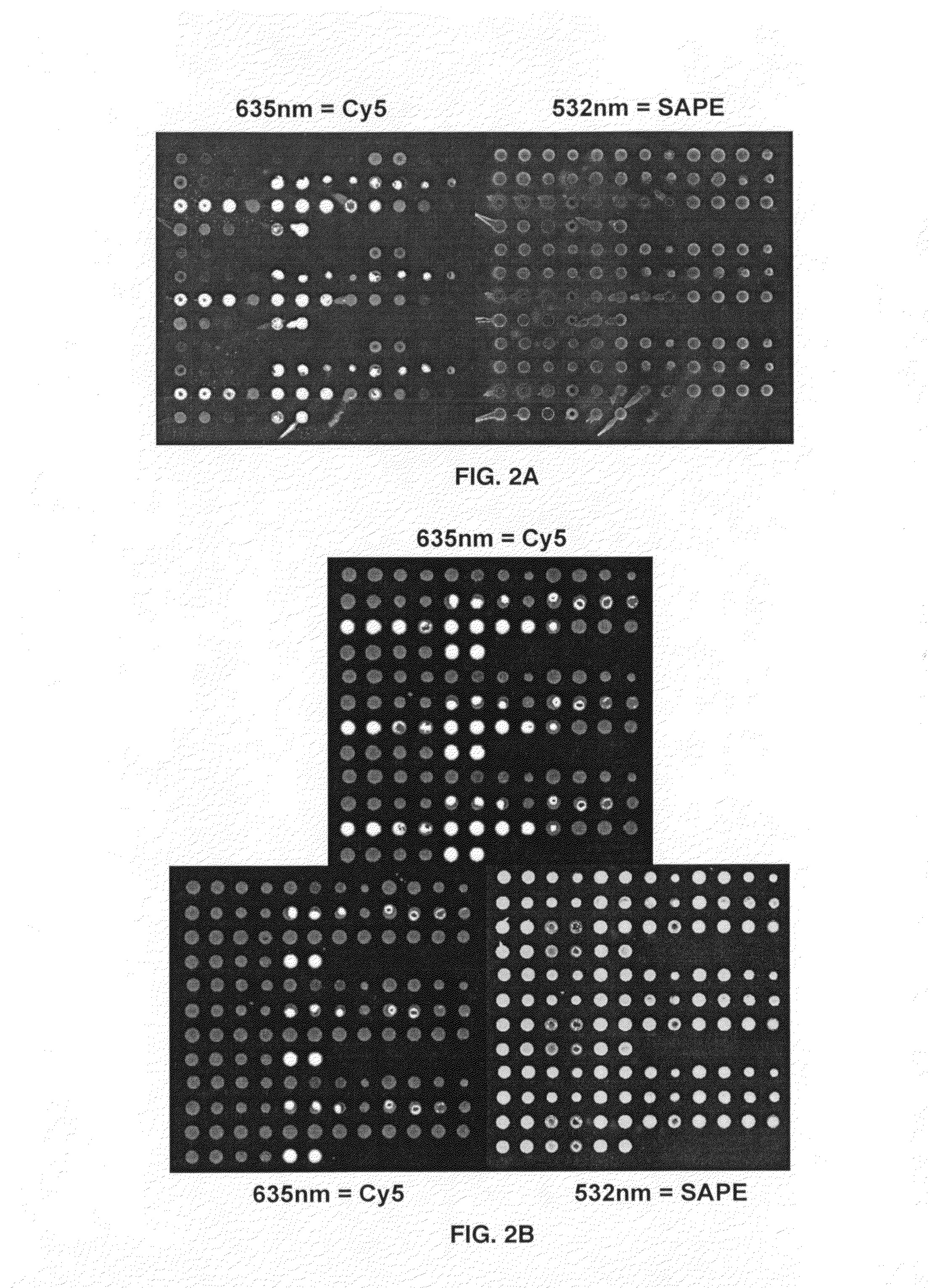 Compositions and methods for entrapping protein on a surface