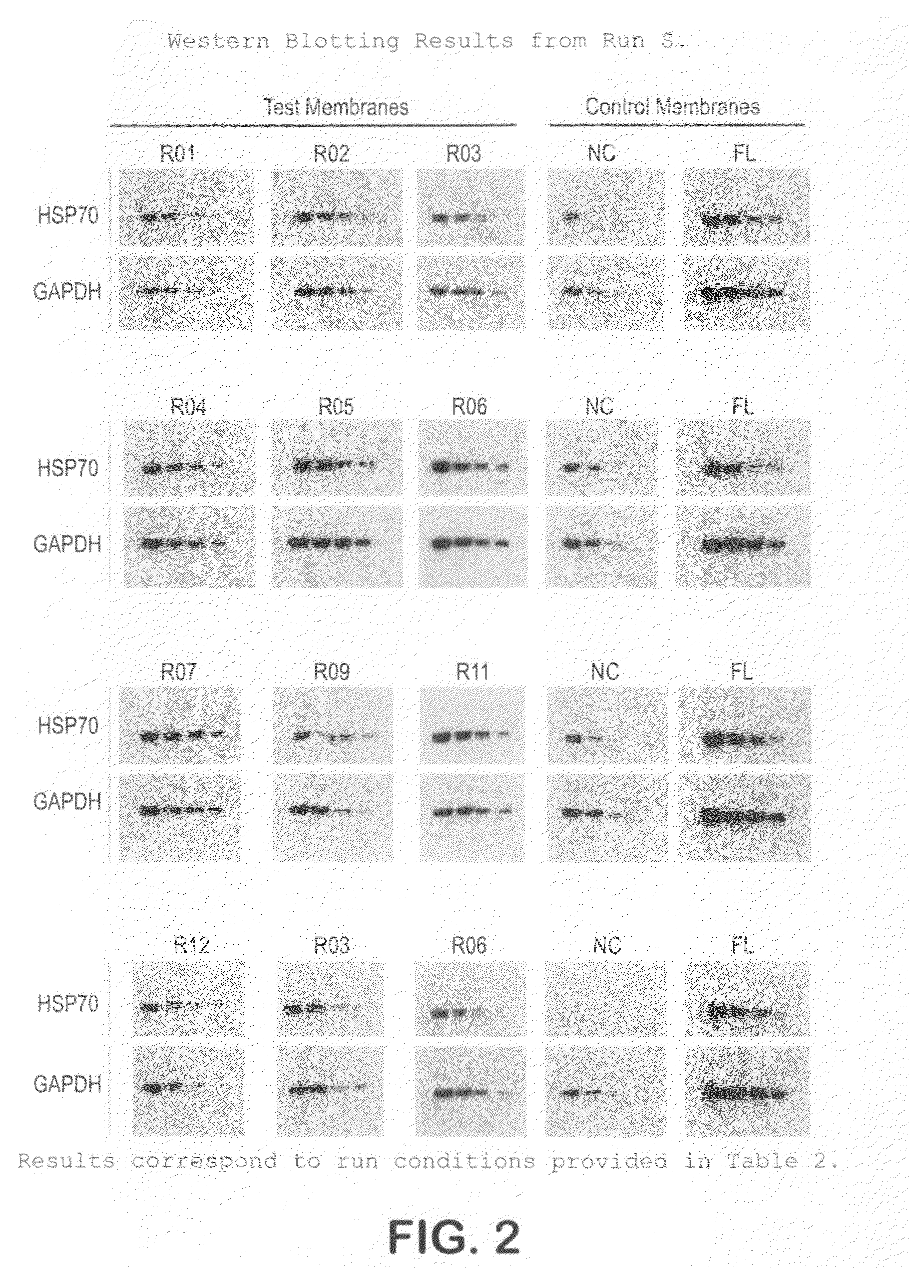 Hydrophilic, high protein binding, low fluorescence, western blotting membrane