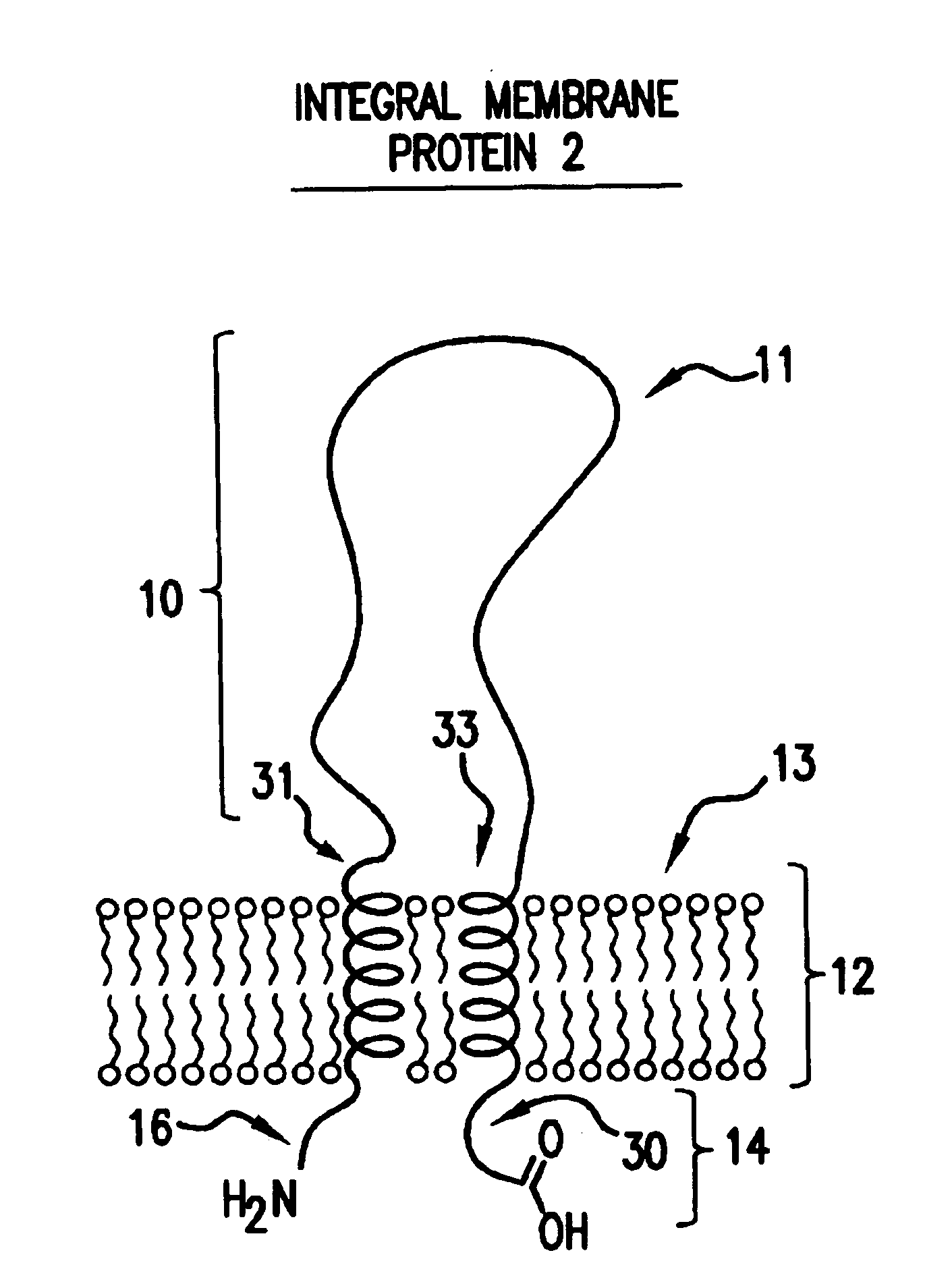 Scaffolded fusion polypeptides and compositions and methods for making the same