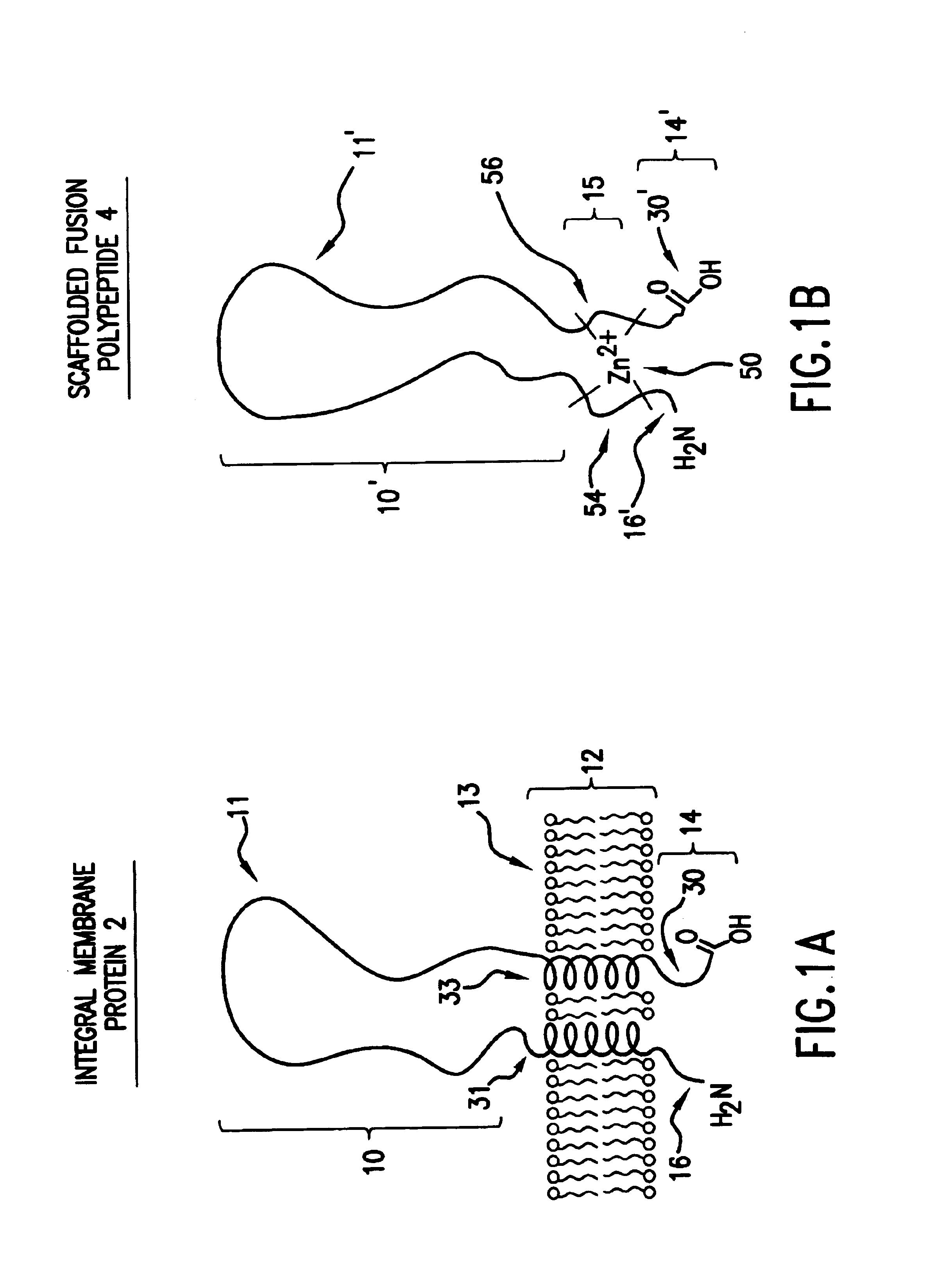 Scaffolded fusion polypeptides and compositions and methods for making the same