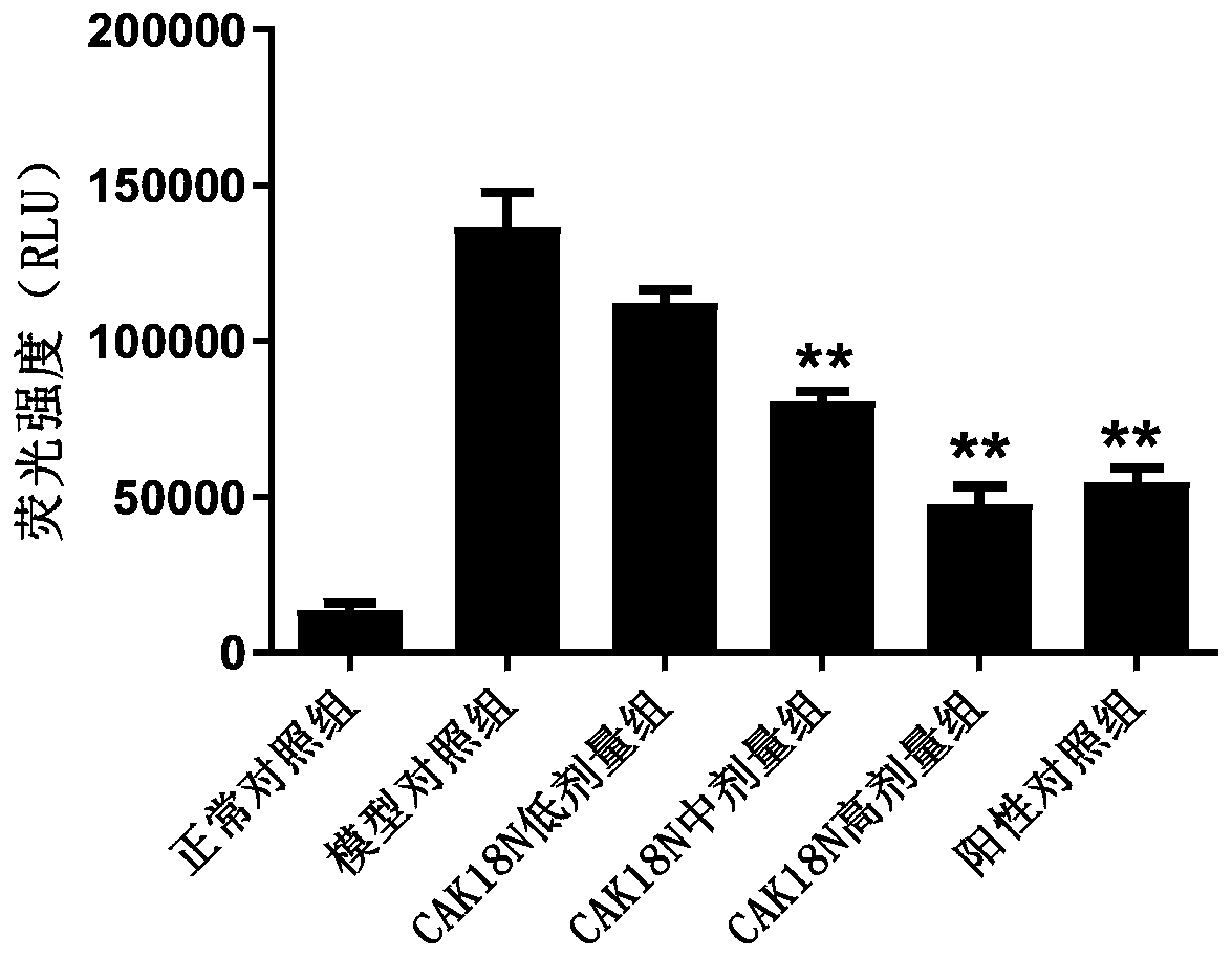 Polypeptide CAK18N and application thereof to promotion of regeneration and inhibition of liver apoptosis
