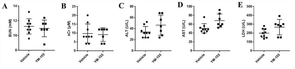 Application of YM-155 in medicine for preventing and treating chronic kidney disease