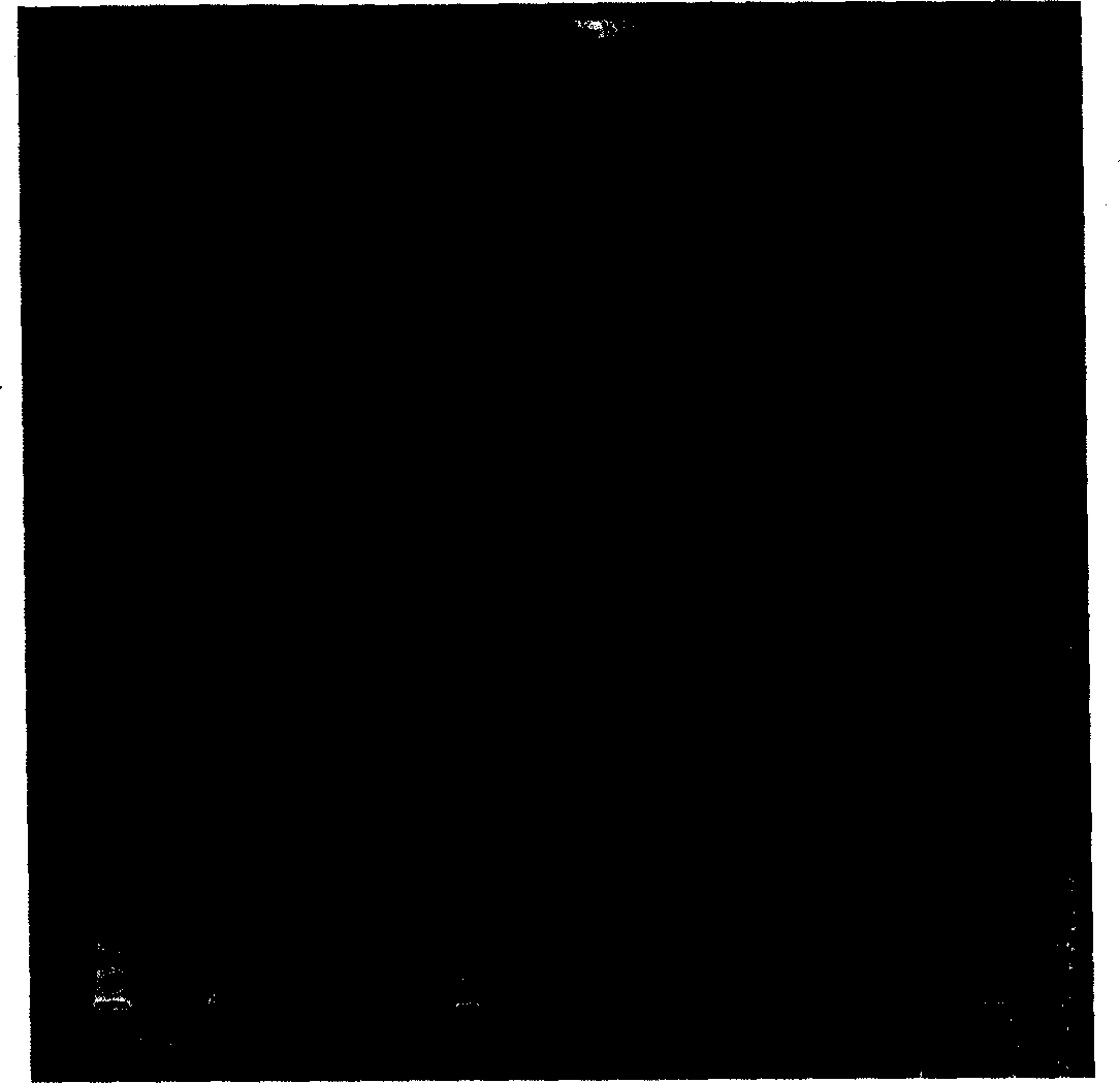 Method for constituting finger-print pyrogram of white atracty lodes and its standard finger-print pyrogram