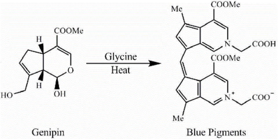 Application of genipin amino acid derivative as NF-kappa B inhibitor