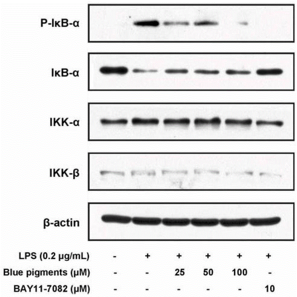 Application of genipin amino acid derivative as NF-kappa B inhibitor