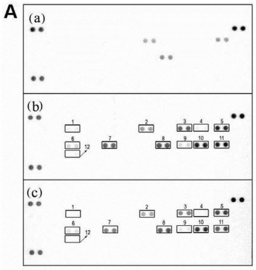 Application of genipin amino acid derivative as NF-kappa B inhibitor