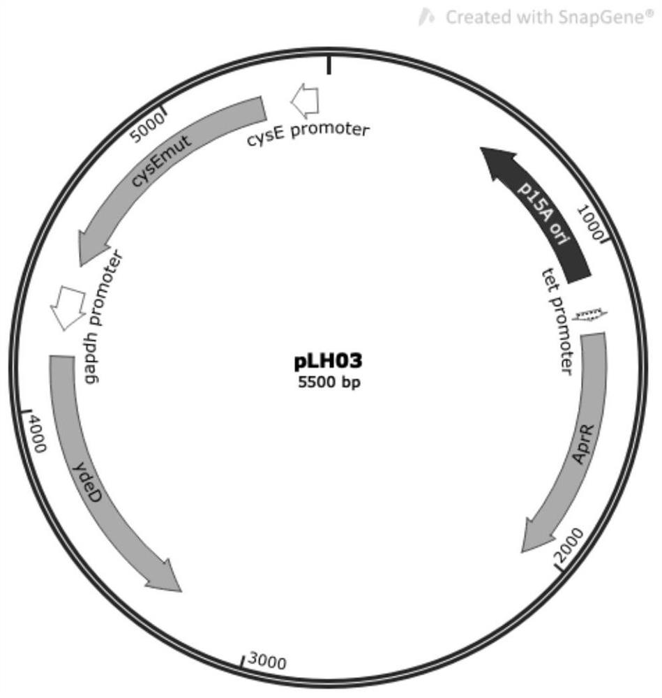 Construction method and application of recombinant escherichia coli for synthesizing L-cysteine