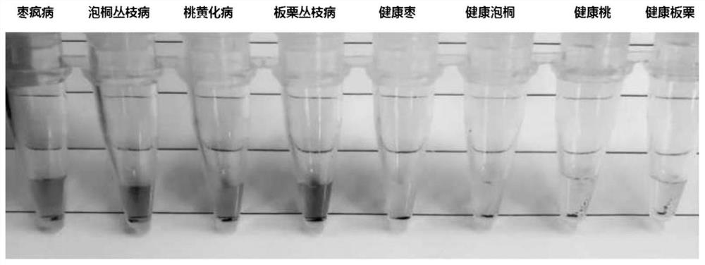 Method for visually detecting phytoplasma based on CRISPR/Cas12a point cutting