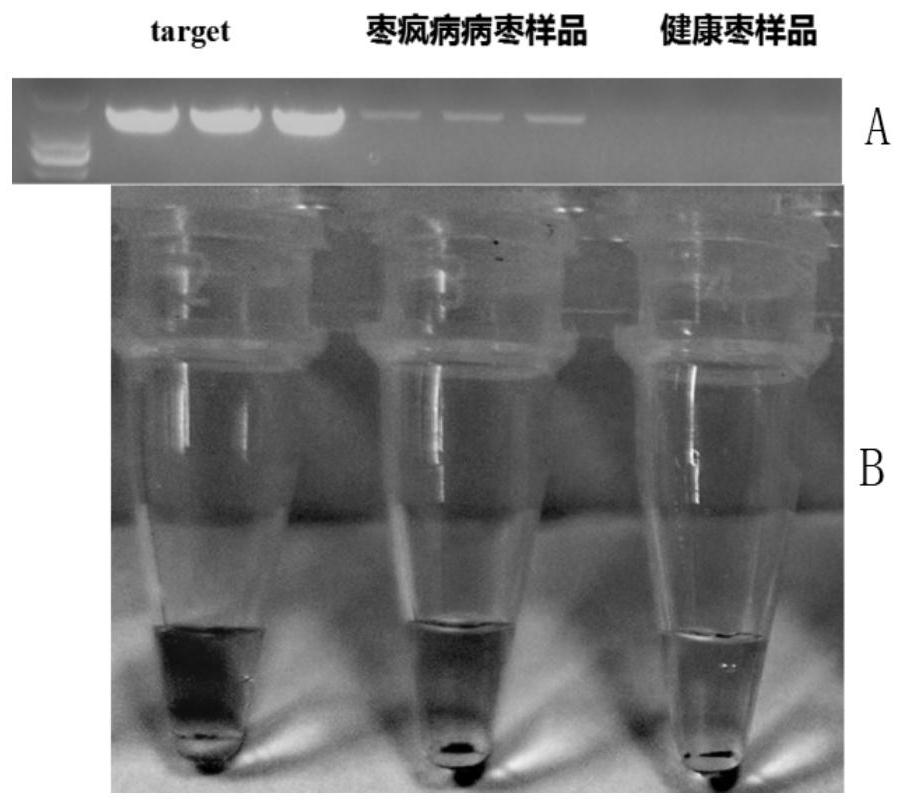 Method for visually detecting phytoplasma based on CRISPR/Cas12a point cutting