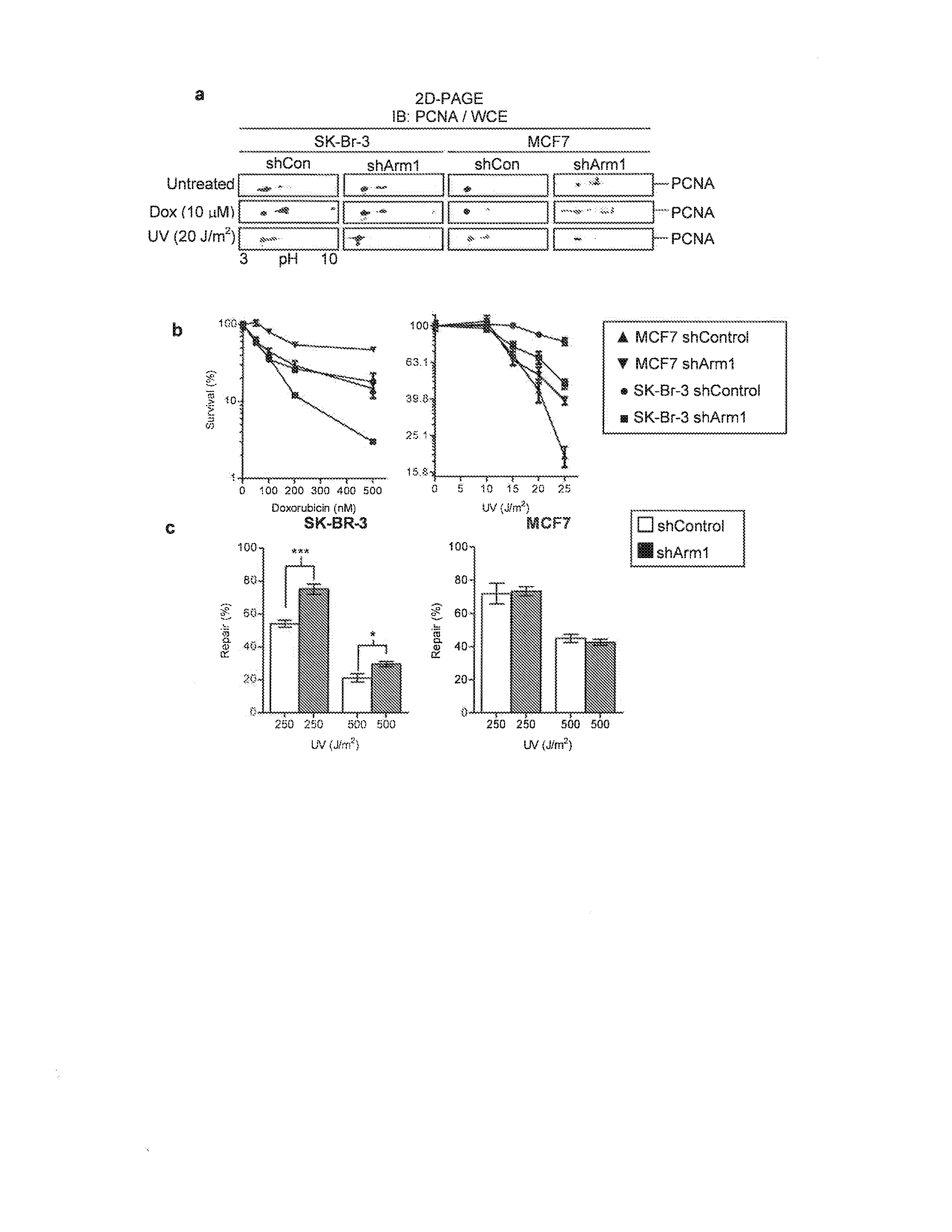 Method for enhancing efficacy and selectivity of cancer cell killing by DNA damaging agents